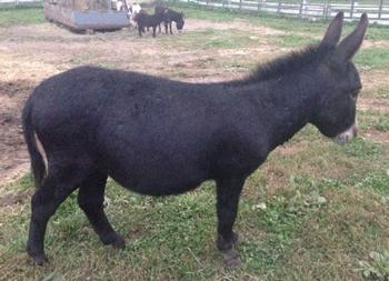 mini donkeys