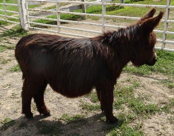 mini donkeys