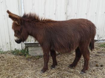 mini donkeys