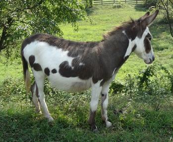 mini donkeys