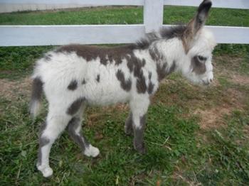 mini donkeys