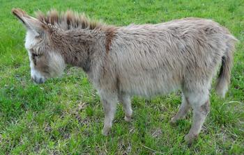 mini donkeys