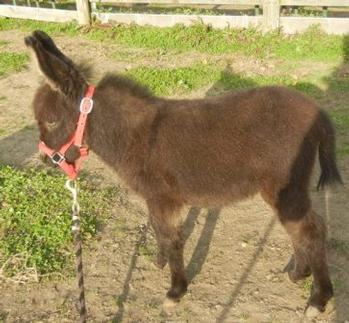 mini donkeys