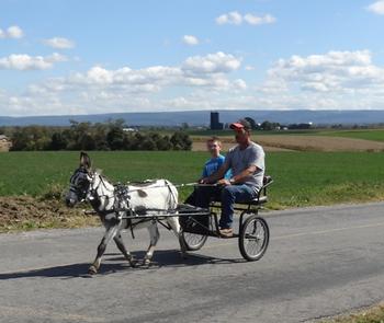 mini donkeys