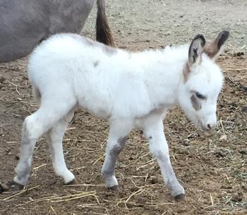 mini donkeys