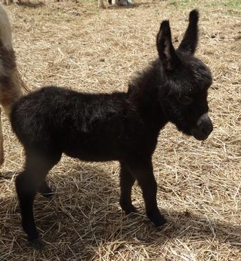 mini donkeys