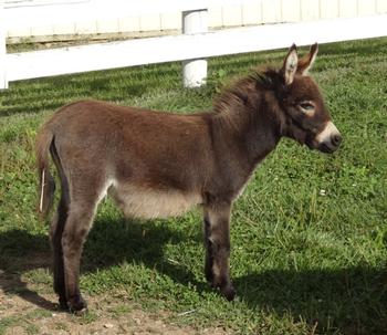 mini donkeys