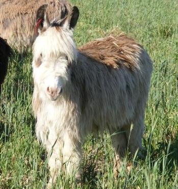 mini donkeys