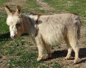 mini donkeys