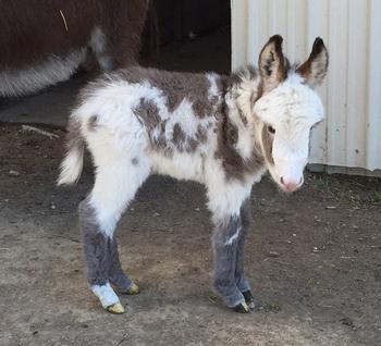 mini donkeys