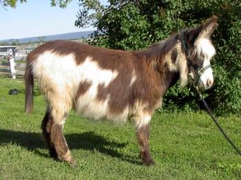 mini donkeys