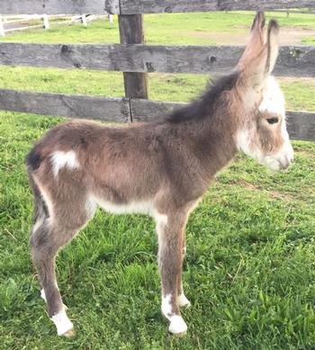 mini donkeys