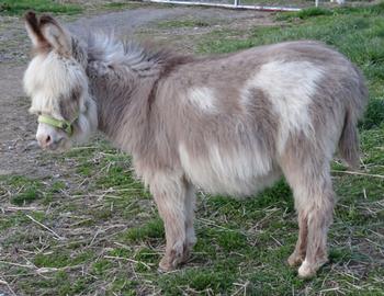 mini donkeys