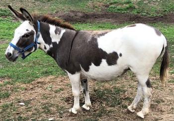 miniature donkeys