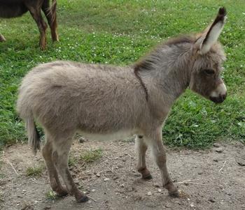 mini donkeys