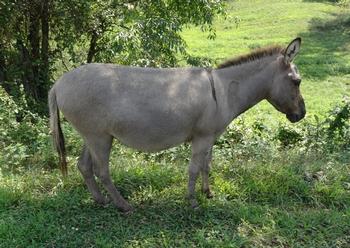 miniature donkeys