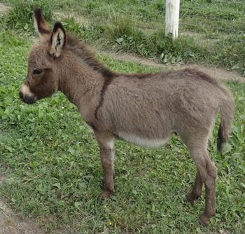 mini donkeys