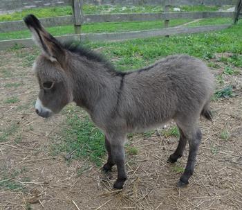 mini donkeys