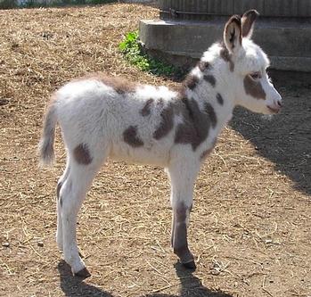 mini donkeys