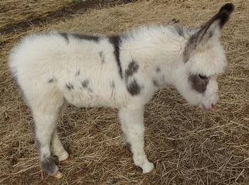 mini donkeys