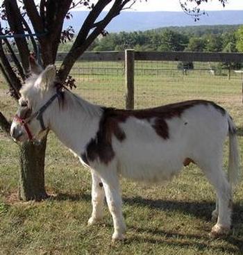 mini donkeys