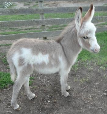 mini donkeys