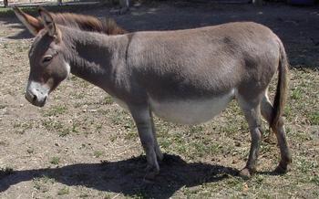 mini donkeys