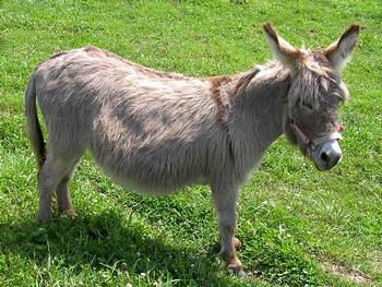 miniature donkeys