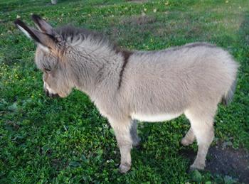 mini donkeys