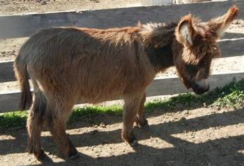 mini donkeys