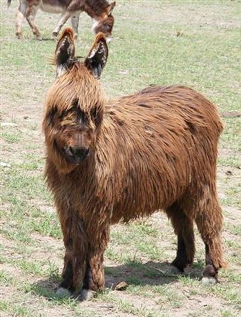 miniature donkeys