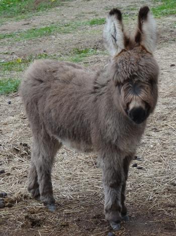 mini donkeys