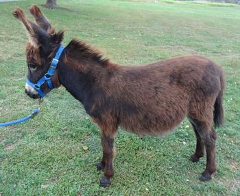 mini donkeys