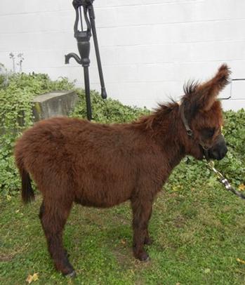 mini donkeys