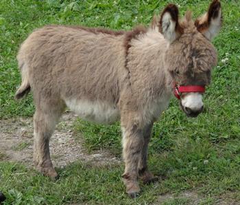 mini donkeys