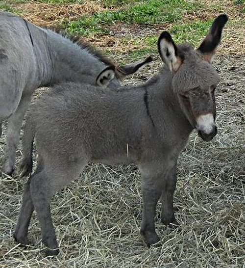 mini donkeys