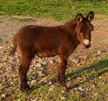 mini donkeys