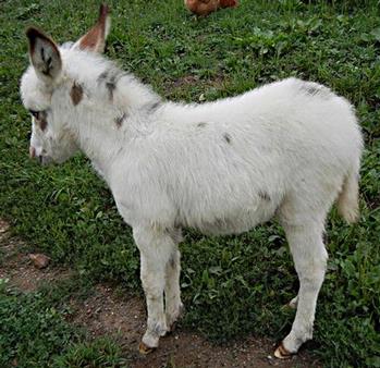 mini donkeys