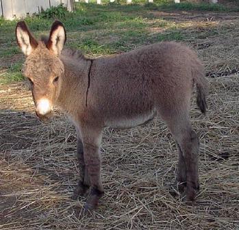 mini donkeys