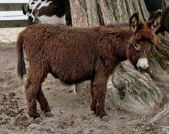 mini donkeys