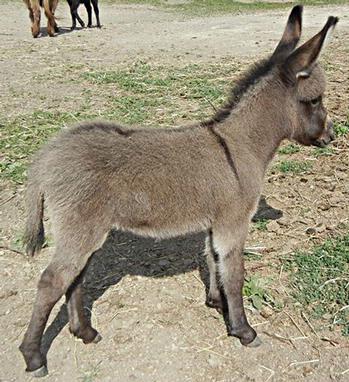 mini donkeys