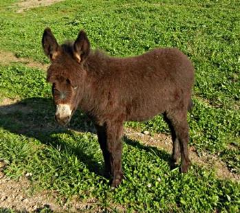 mini donkeys