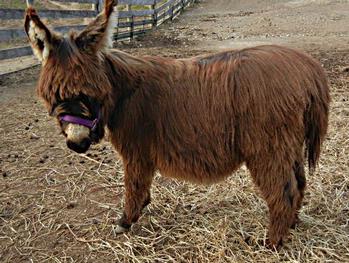 mini donkeys