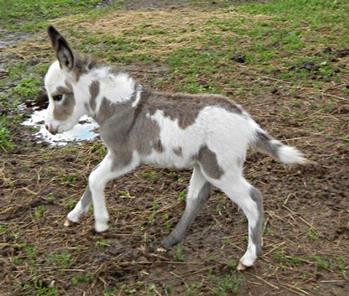 mini donkeys