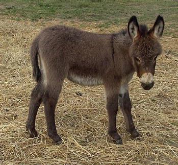 mini donkeys