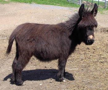 mini donkeys