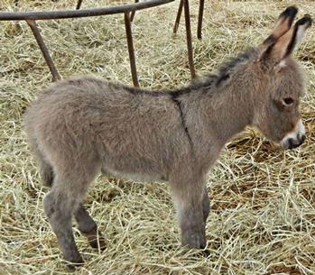 mini donkeys