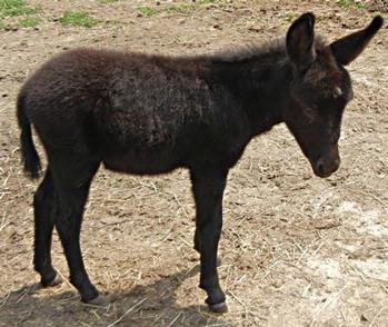 mini donkeys