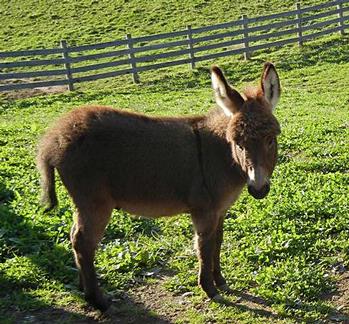 mini donkeys