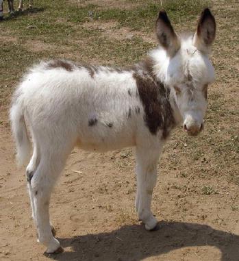 mini donkeys